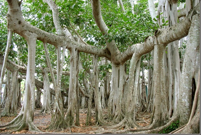 Image result for banyan tree roots photos
